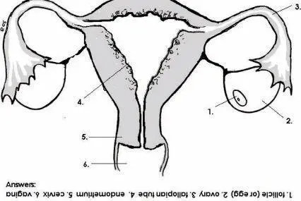 What about Breasts We cant forget our breasts They deserve at least a - фото 125