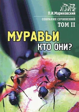 Павел Мариковский Муравьи, кто они? обложка книги