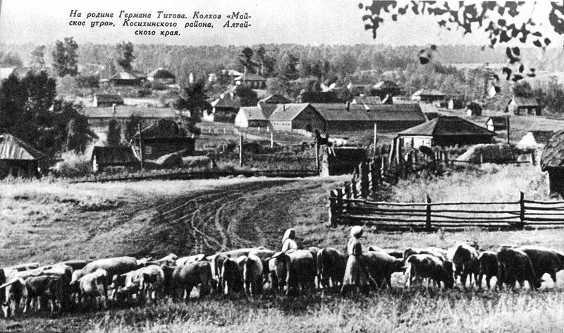 На родине Германа Титова Колхоз Майское утро Косихинского района - фото 5