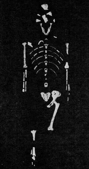 Костные остатки Люси Australopithecus afarensis В течение пяти лет я держал - фото 6