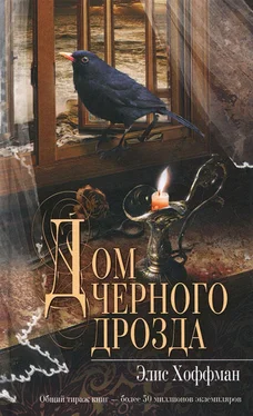 Элис Хоффман Дом черного дрозда обложка книги