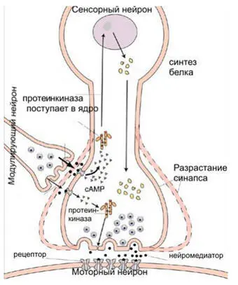 Рисунок 18 Молекулярный механизм работы синапсов На рис18 показаны два - фото 20