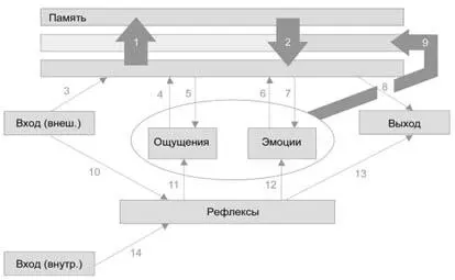 Информация из внешнего мира поступив на вход пройдя предварительное - фото 23