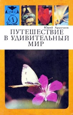 Юрий Аракчеев Путешествие в удивительный мир обложка книги