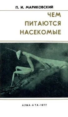 Павел Мариковский Чем питаются насекомые обложка книги