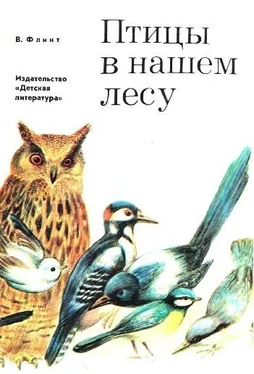 Владимир Флинт Птицы в нашем лесу обложка книги