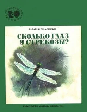 Виталий Танасийчук Сколько глаз у стрекозы? обложка книги