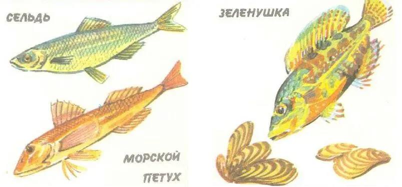 Есть в Чёрном море рыбызеленушки Когда они едят свою пищу ракушекмидий то - фото 17