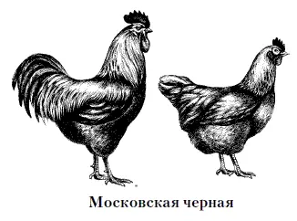 Хозяева их как правило весьма довольны питомцы и несутся хорошо и мясо дают - фото 13