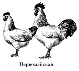 Порода кур мясояичного направления продуктивности Выведена в птицесовхозе 1 - фото 17