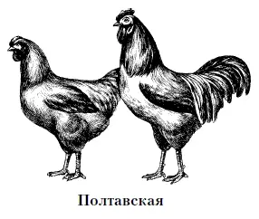 Предполагается что при выведении кур этой породы были использованы местные - фото 20
