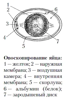 Нормальное яйцо при просвечивании имеет следующий вид скорлупа однородная - фото 45