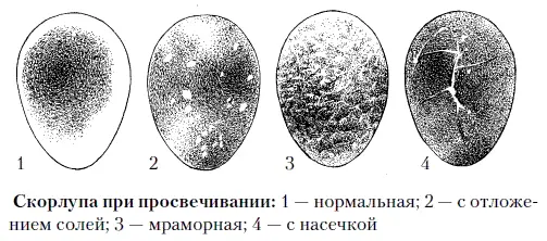 Дефекты яиц просматриваемые на овоскопе светлые полосы на скорлупе яйцо - фото 46