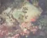 Это обросшее водорослями керамическое изделие стало частью биотопа Может ли - фото 133