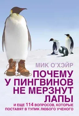 Мик О'Хара Почему у пингвинов не мерзнут лапы? и еще 114 вопросов, которые поставят в тупик любого ученого обложка книги
