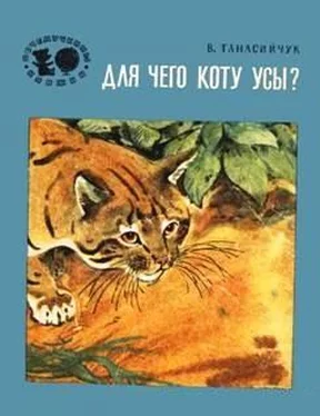 Виталий Танасийчук Для чего коту усы? обложка книги