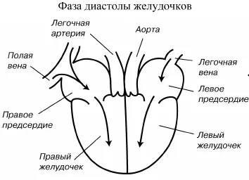 Схема 1 Внутрисердечное кровообращение в норме Рис 1 Расположение зубцов - фото 1