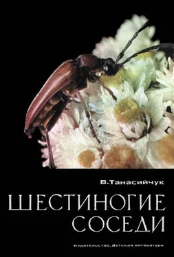 Виталий Танасийчук Шестиногие соседи обложка книги