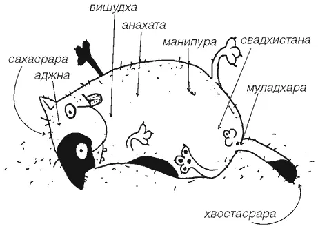 САХАСРАРА Располагается на макушке то есть между ушами там где вы его - фото 46
