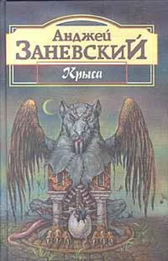 Анджей Заневский Крыса обложка книги