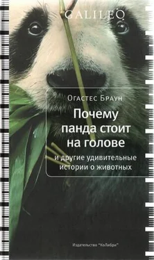 Огастес Браун Почему панда стоит на голове и другие удивительные истории о животных обложка книги