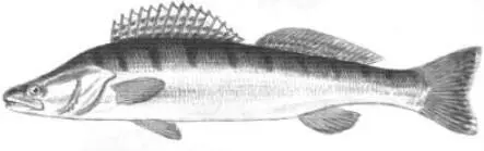 Рис 1 Судак Тело покрыто мелкой плотно сидящей чешуей с зазубренными краями - фото 1