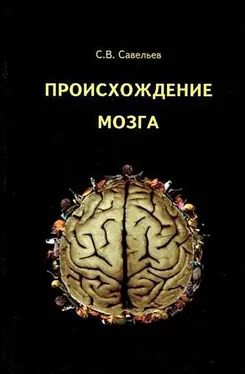 Сергей Савельев Происхождение мозга обложка книги