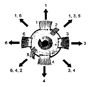 Figure A28 Muscles of the Right Eye Arrows Show the Direction in which the - фото 33