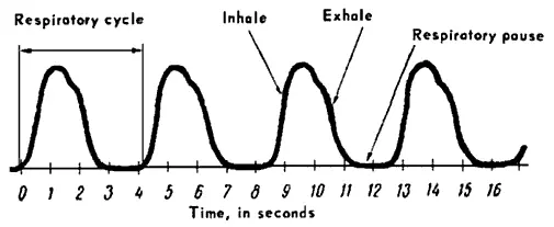 Figure 17 Scheme of a Persons Breathing 3 The respiratory pause and the - фото 8