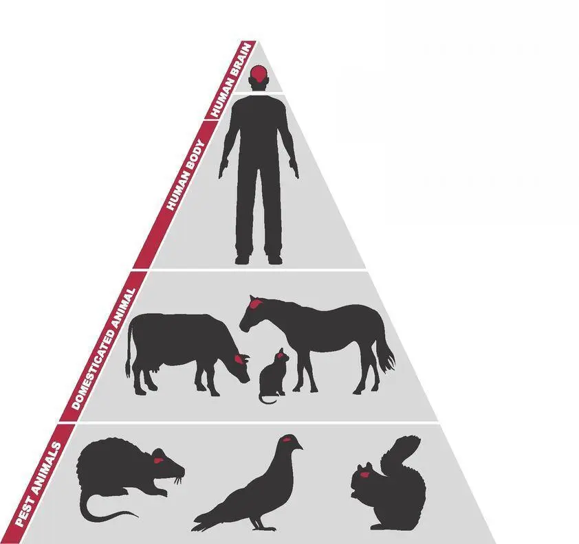 Larger animals such as livestock and house pets are fabulous human substitutes - фото 159