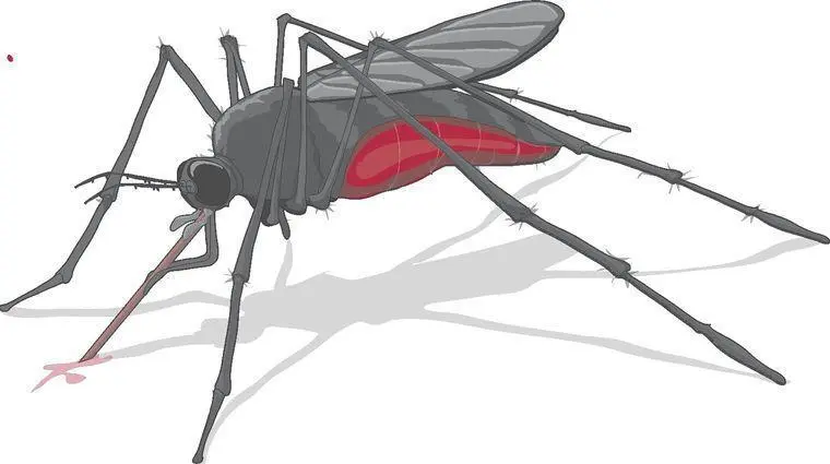 DID YOU KNOW The zvirus is capable of surviving during an organ transplant - фото 173