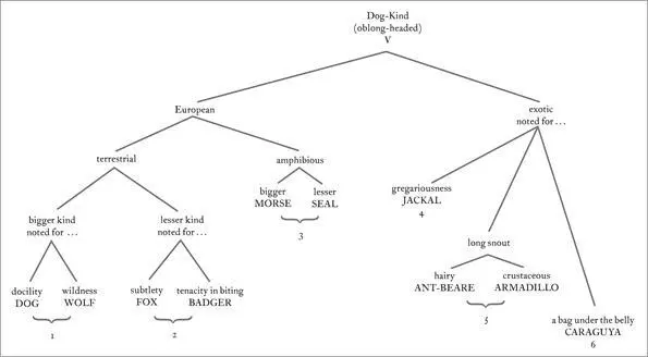 Figure 53 Subcategories of oblongheaded beasts Each one of his forty - фото 24