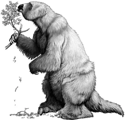 Рис 5 Гигантский ленивец Megatherium americanum Иллюстрация Карла Бюэлла - фото 6