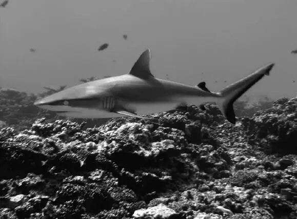 Рис 17 Серая рифовая акула Cacharhinus amblyrhynchos Риф Кингмен Дж И - фото 18