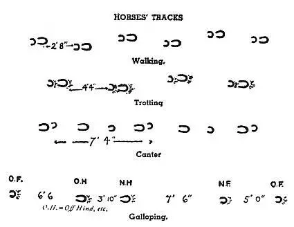 When you find the tracks of horses try to discover at what speed the animals - фото 104