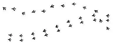 These are the tracks of two birds One lives generally on the ground the other - фото 108
