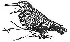 The crows seem to be everywhere with their loud Cawcaw Watching Birds A - фото 125