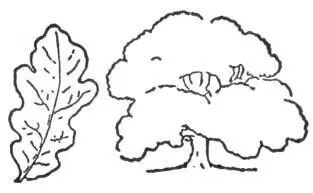 Learn to sketch the leaves and outline of trees such as this oak Firewood - фото 132