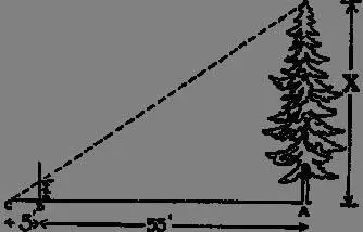 You can deter mine the height of a tree with the aid of a Scout staff which - фото 65