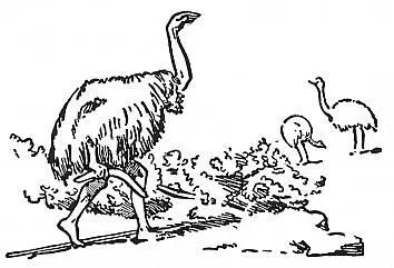 A native of Australia stalking emus with an emu skin over him He carries a - фото 116