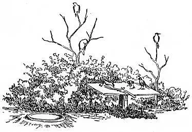 In the country you can make a club for the birds with a dining room a - фото 130