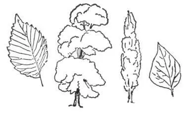 European elm has a distinctive form So has Lombardy poplar There are numbers - фото 133