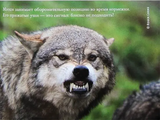 Мэтси занимает оборонительную позицию во время кормежки Его прижатые уши это - фото 8