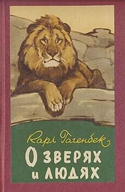 Карл Гагенбек О зверях и людях обложка книги