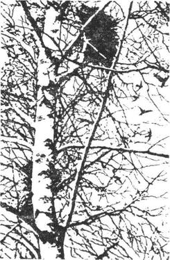 Леонид Семаго Гнездо над крыльцом обложка книги