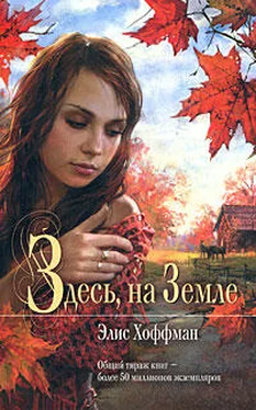 Элис Хоффман Здесь на Земле обложка книги