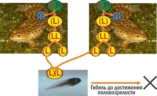 В популяционных системах о которых я рассказываю особи отсутствующего - фото 4