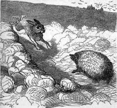 Two hedgehogs having conceived a dislike to a hare conspired for his - фото 15