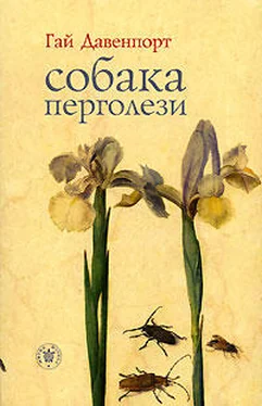 Гай Давенпорт Собака Перголези обложка книги