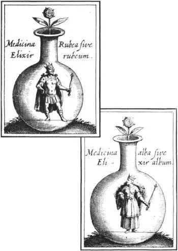 IV Иоганн даниэль Милий Анатомия золота 1628 г Порошок проекции алый - фото 4